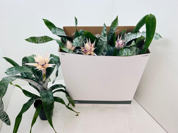 <h4>AECH FAS PRONTOO</h4>