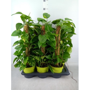 Epipremnum pinn. ...moss stick