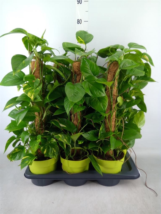 <h4>Epipremnum pinn.   ...moss stick</h4>