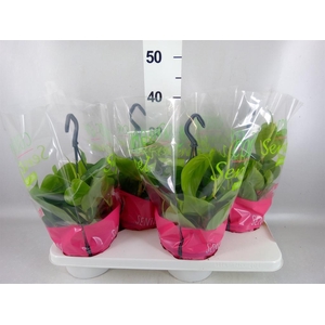 Philodendron scand.