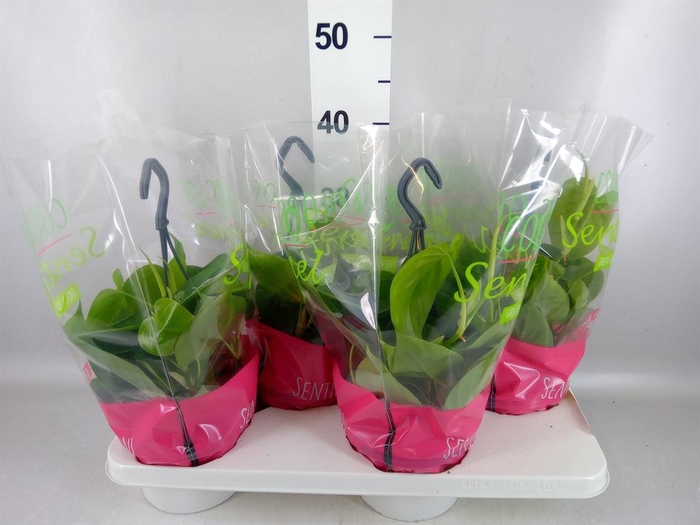 <h4>Philodendron scand.</h4>