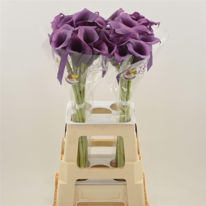 <h4>Calla Durban</h4>