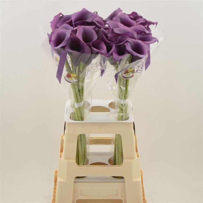 <h4>Calla Durban</h4>
