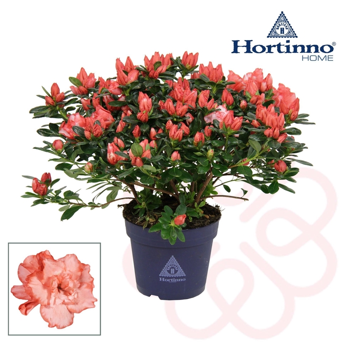 <h4>Rhododendron Hortinno Classic Bicol</h4>