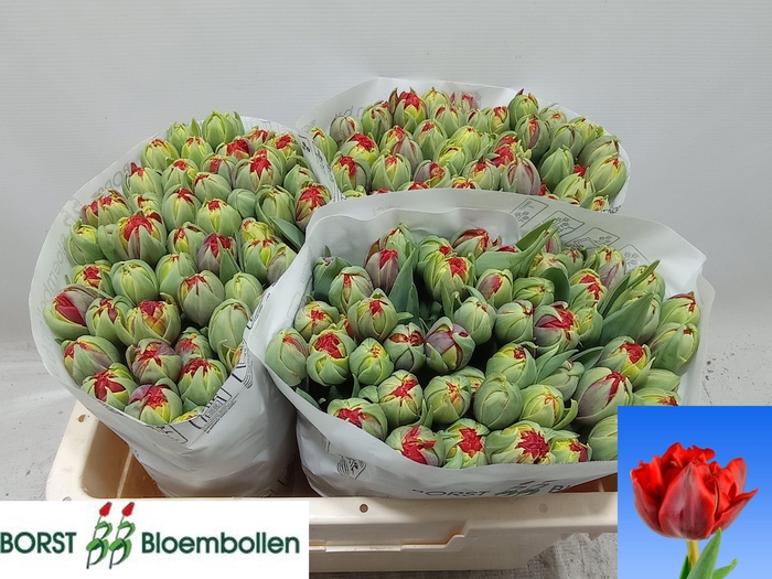 <h4>TU DU RED PRINCESS</h4>