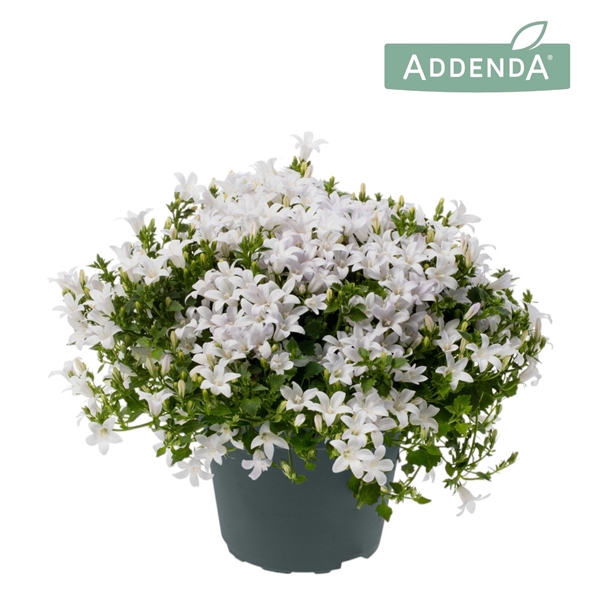 <h4>Campanula Ambella white</h4>