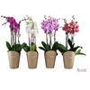 Phalaenopsis gemengd