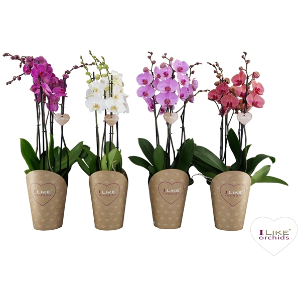 Phalaenopsis gemengd