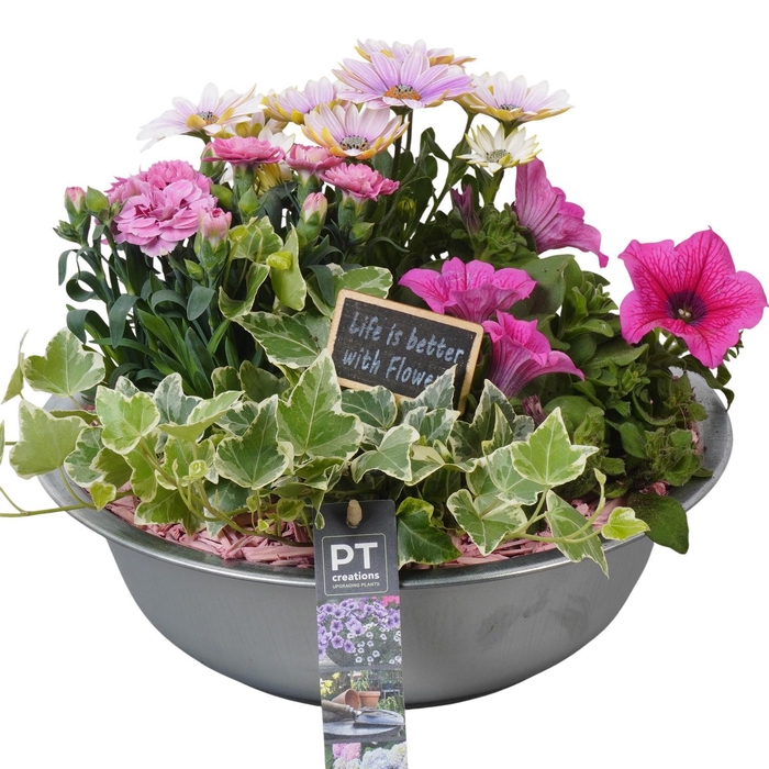 <h4>PTPP6859 Arrangement Patio in metalen schaal</h4>