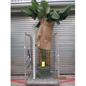 Musa  'Dwarf Cavendish'