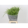 Panicum Fountain