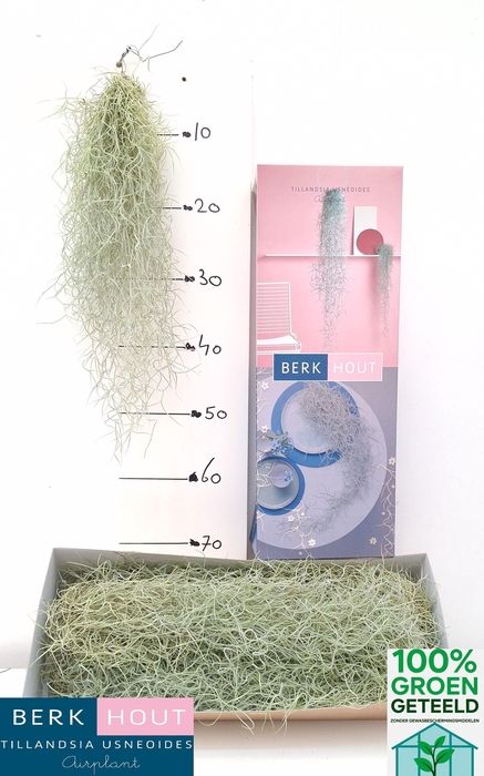 <h4>TILL USNEOIDES</h4>