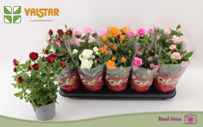 <h4>RO LOTZ OF GEM 6 KL</h4>