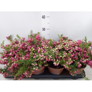 Gaultheria   ...red berry
