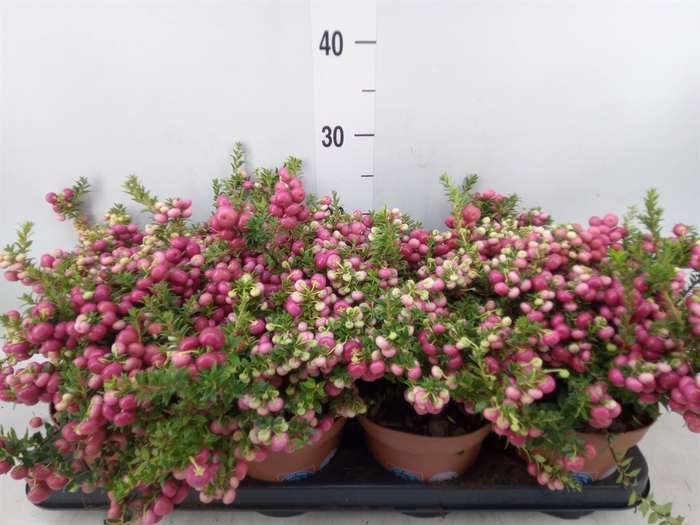 <h4>Gaultheria   ...red berry</h4>