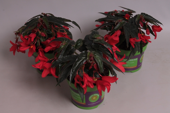 <h4>Begonia Hang Red</h4>
