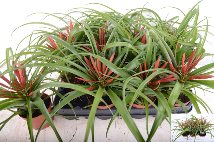 <h4>TILL FLABELLAT</h4>