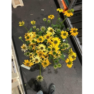 Echinacea Junlge