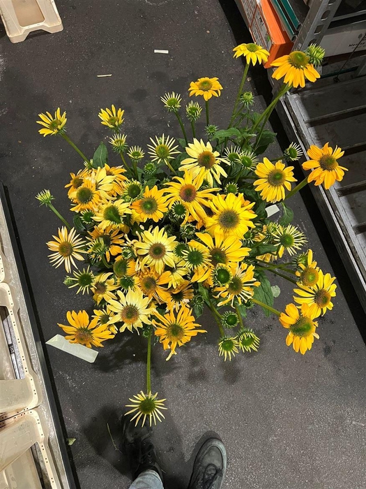 <h4>Echinacea Junlge</h4>