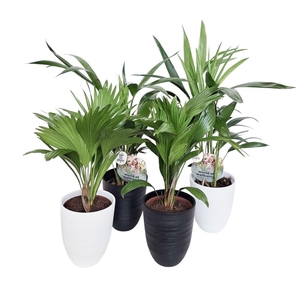 Luxe palmmix in Praag pot 15 cm zwart/wit keramiek