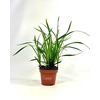 CARE MO ICE DANCE