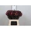 Leucad Saf Sunset Dark R.