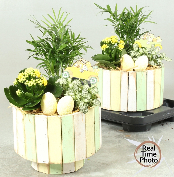 <h4>ARR KAMERPL</h4>