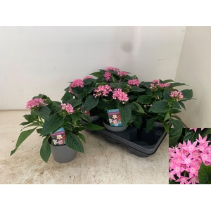 PENT STARCLUSTER ROS