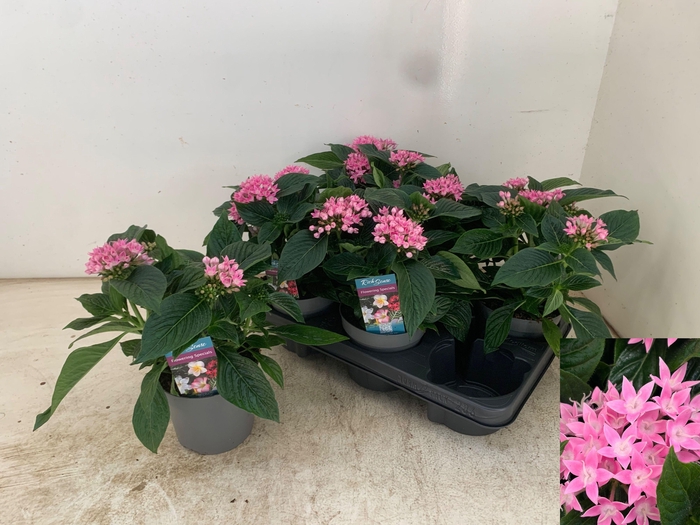 <h4>PENT STARCLUSTER ROS</h4>