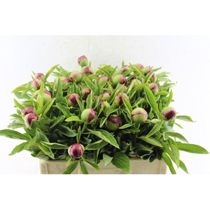 Paeonia Red Charm