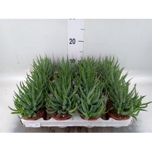 Aloe humilis