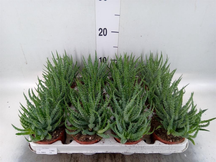 <h4>Aloe humilis</h4>