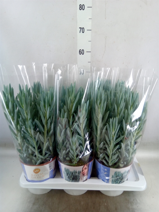 <h4>Curio ficoides 'Mount everest'</h4>