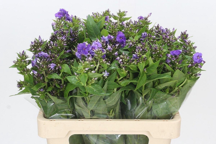 <h4>Phlox Crissy</h4>