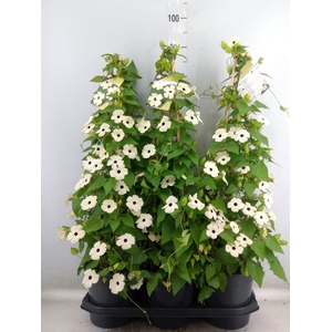Thunbergia nana 'Snow White'
