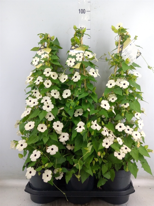 <h4>Thunbergia nana 'Snow White'</h4>