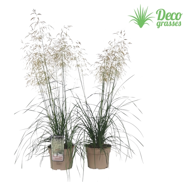 <h4>Deschampsia cespitosa 'Tardiflora'</h4>