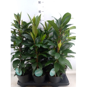 Ficus cyathistipula 'Compacta'