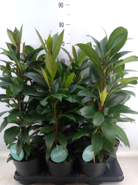 <h4>Ficus cyathistipula 'Compacta'</h4>