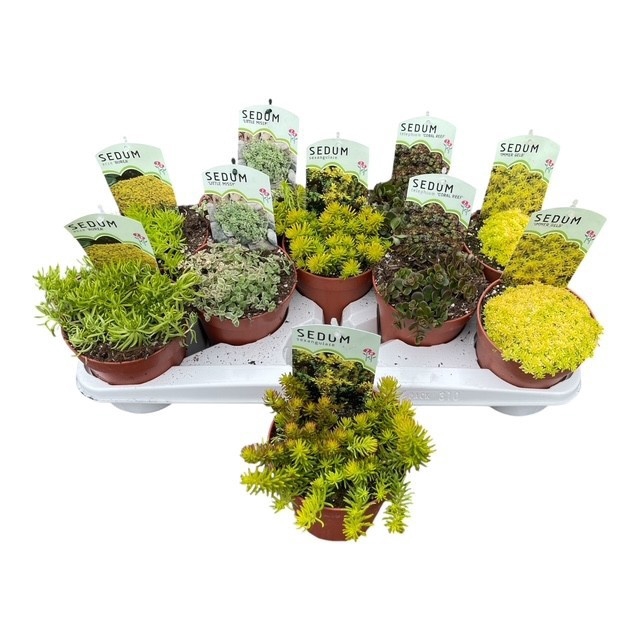 <h4>SEDUM OV</h4>