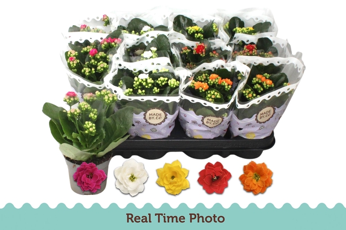 <h4>KAL GE GEM 5 KL</h4>