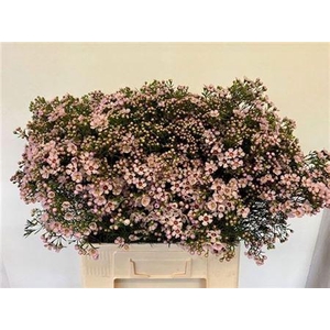 Chame Un Jupiter Sol