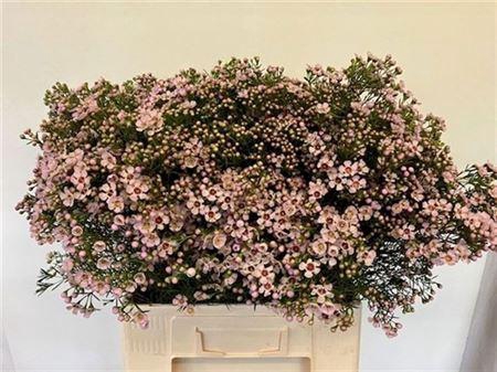 <h4>Chame Un Jupiter Sol</h4>