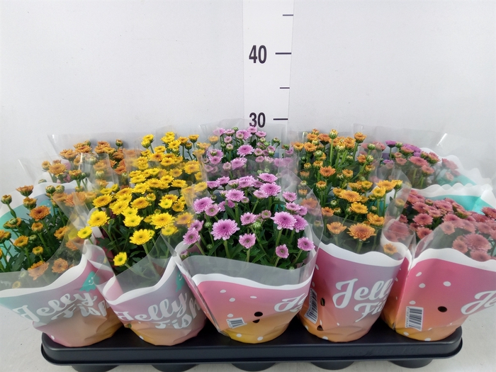 <h4>Chrysanthemum  'Jellyfish'   ...mix</h4>