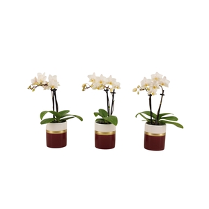 Dolomite Horizon Bordeaux Tiny Dolls Wit 2T12+ Aqu@