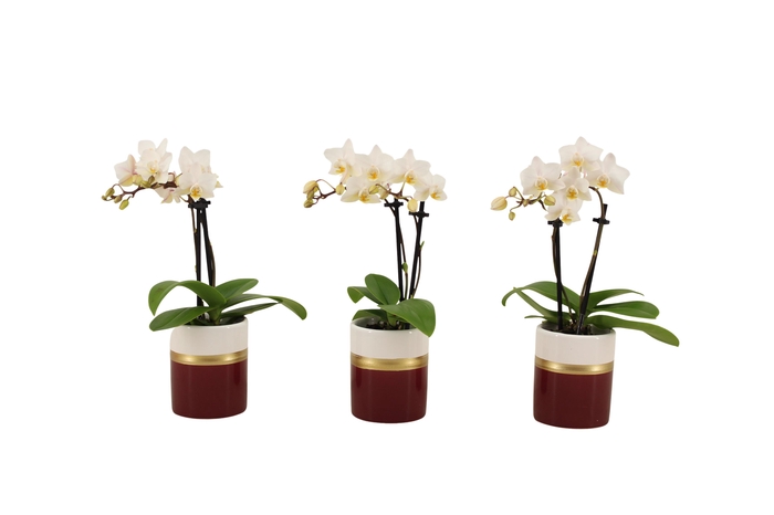 <h4>Dolomite Horizon Bordeaux Tiny Dolls Wit 2T12+ Aqu@</h4>