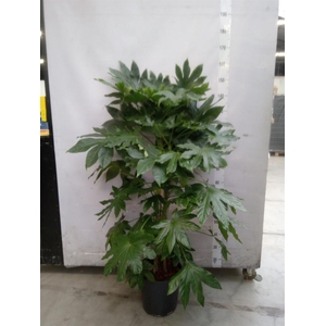 Fatsia japonica   ...