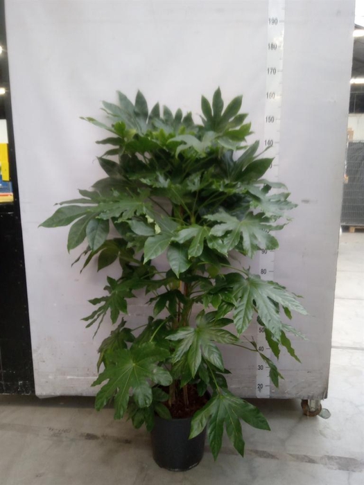 <h4>Fatsia japonica   ...</h4>