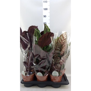 Calathea ...mix
