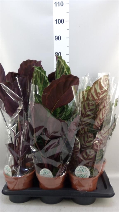 <h4>Calathea   ...mix</h4>